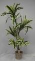 Yucca x 5